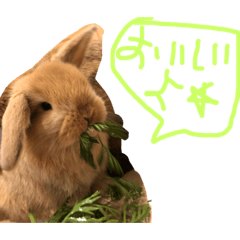 Rabbit  lop eared
