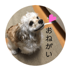 American Cocker Spaniel's round stickers