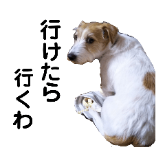 jack russell SAKUTARO