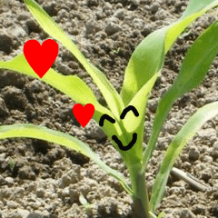funny corn 's young leaves