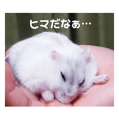 Our Lovely Himechan