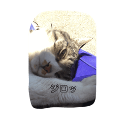 nono_20190226231128