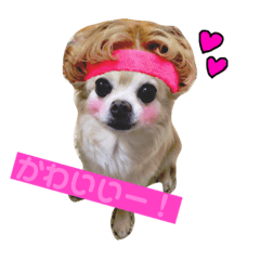 cookie is a chihuahua