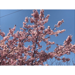 桜、さくら、春に関連したメッセージ
