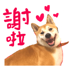 柴犬旺旺與台灣犬哈利