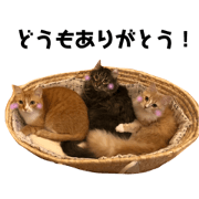 sano's cat2
