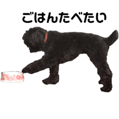 poodle reo