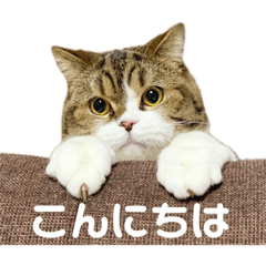 mamesuke_cat_stamp