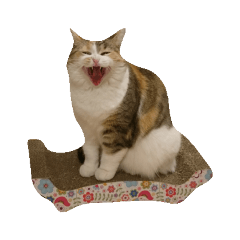 danborunekosisyo_20190225224544