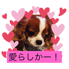 Cavalier King Charles Spaniel 2