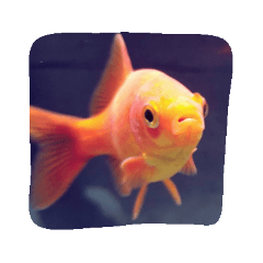 Goldfish*2