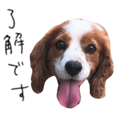 pon_20190225121025