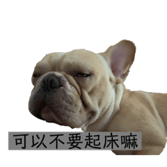 法鬥胖胖