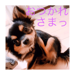 The black chihuahua's Himetang