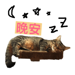 Oreo貓貓人生