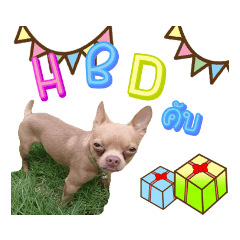 คอปเปอร์หมาหน้ากวน​