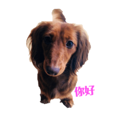 Miniature dachshund daily in chinese