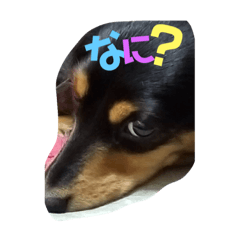 dog mouth love