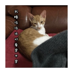 不平凡家族  二貓之布丁