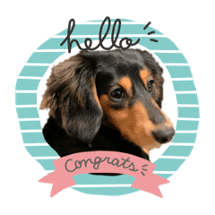 ダックスの可愛いスタンプ Line スタンプ Line Store ダックスの可愛いスタンプ Line スタンプ Line Store