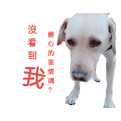 動物來了