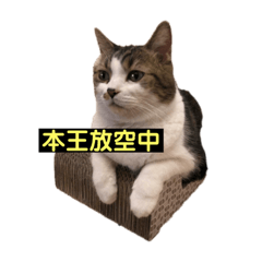 我叫該該