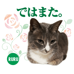 Nakano's cat heartwarming sticker