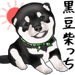 Black bean Shiba Inu