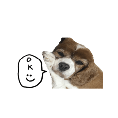 Kyabetsu life