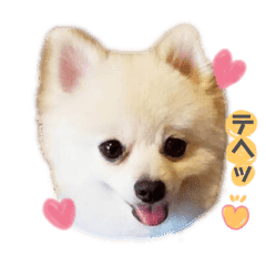 ポメラニアン Lineクリエイターズスタンプまとめ Stamplist Part 2