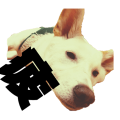 ChaN's  japanese  dog