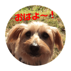 YAMATO_norfolkterrier