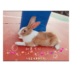 狂野傲嬌兔