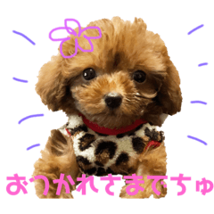 poodle sayu2