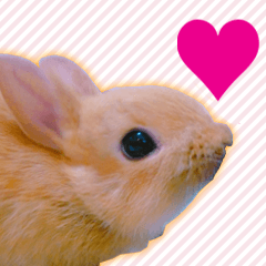 Rabbit Sticker!!!!!