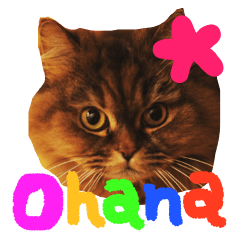My cat Ohana
