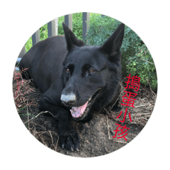 妮可與阿米的日常