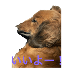 dai_