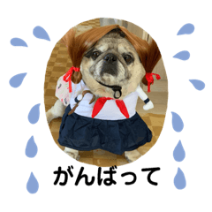 パグ犬さくら