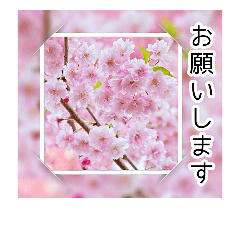Picture of beautiful cherry blossoms