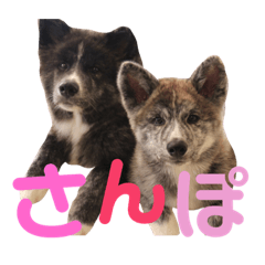 Akitainu-Sun&Kai,Chihuahua-Banbi