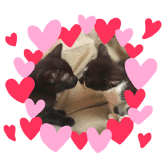 haruna_20190301030538