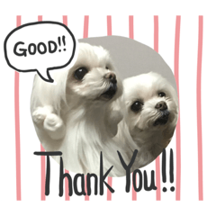 kitty_20190301210918