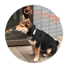 ShibaInu_INAMARU_2