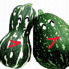 two squashes
