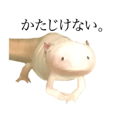 i am Axolotl.