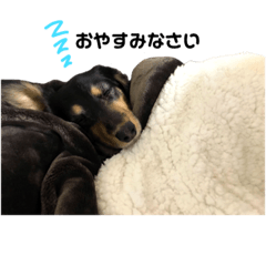 Sasha_20190302160819