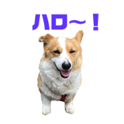 corgi chako #3
