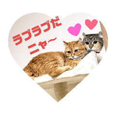 beautiful cat Koume and  Uzura