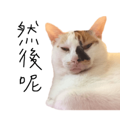 Fat Cat Ami swag